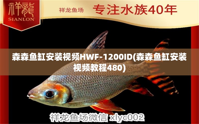 森森鱼缸安装视频HWF-1200ID(森森鱼缸安装视频教程480) 黄金梦幻雷龙鱼 第1张