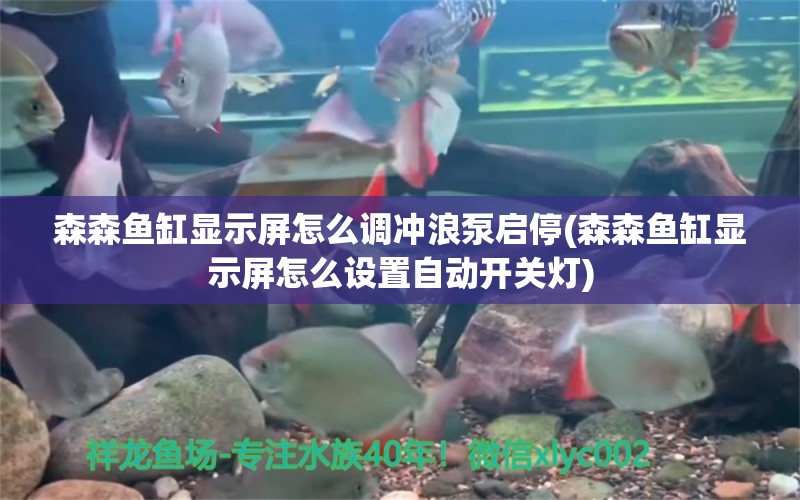 森森鱼缸显示屏怎么调冲浪泵启停(森森鱼缸显示屏怎么设置自动开关灯) 黄金达摩鱼 第1张