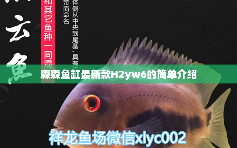 森森鱼缸最新款H2yw6的简单介绍 白化火箭