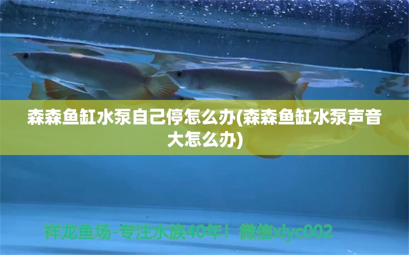 森森鱼缸水泵自己停怎么办(森森鱼缸水泵声音大怎么办) 鱼缸水泵