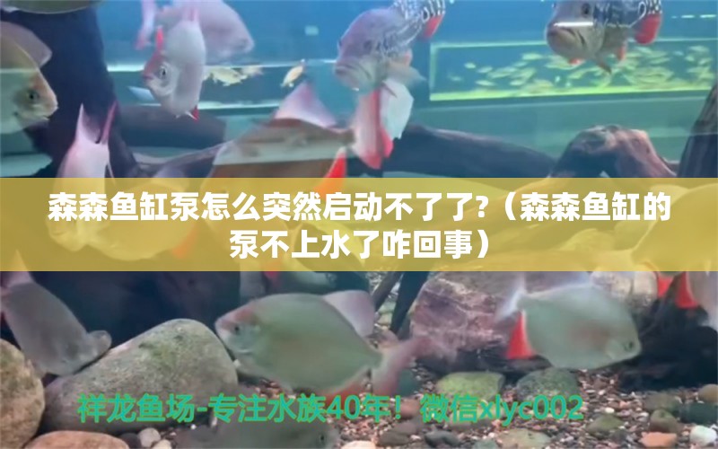 森森鱼缸泵怎么突然启动不了了?（森森鱼缸的泵不上水了咋回事）