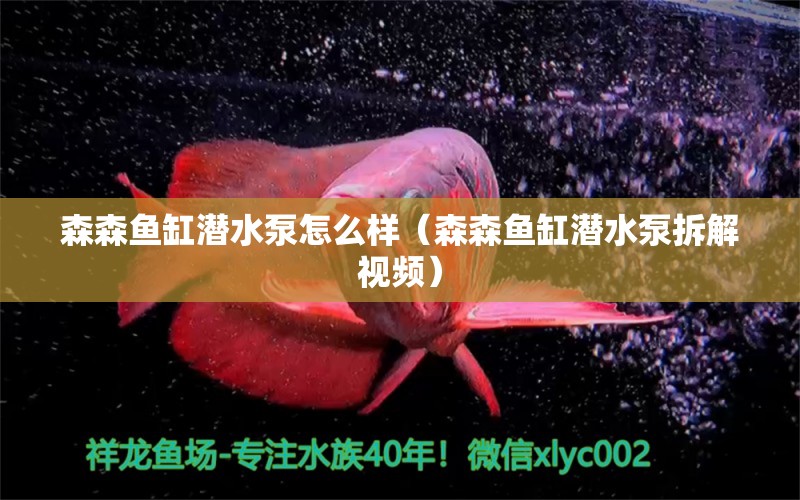 森森鱼缸潜水泵怎么样（森森鱼缸潜水泵拆解视频）