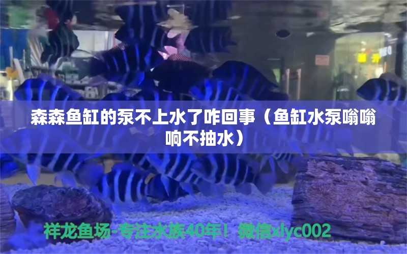 森森鱼缸的泵不上水了咋回事（鱼缸水泵嗡嗡响不抽水）