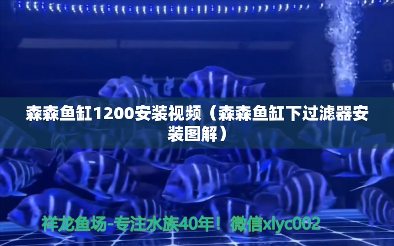 森森鱼缸1200安装视频（森森鱼缸下过滤器安装图解） 观赏鱼市场（混养鱼）