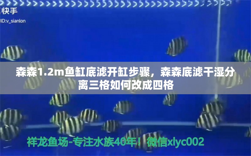 森森1.2m鱼缸底滤开缸步骤，森森底滤干湿分离三格如何改成四格 养鱼的好处 第3张