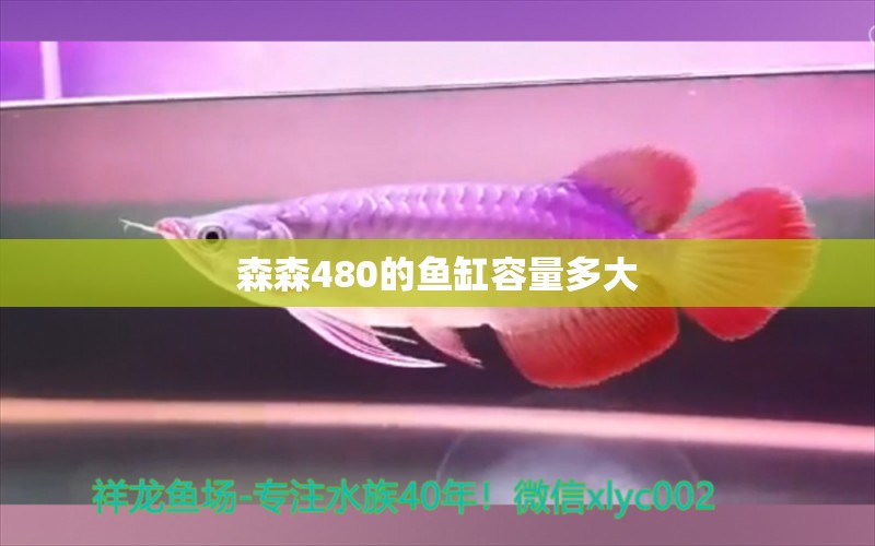 森森480的鱼缸容量多大 森森鱼缸 第1张