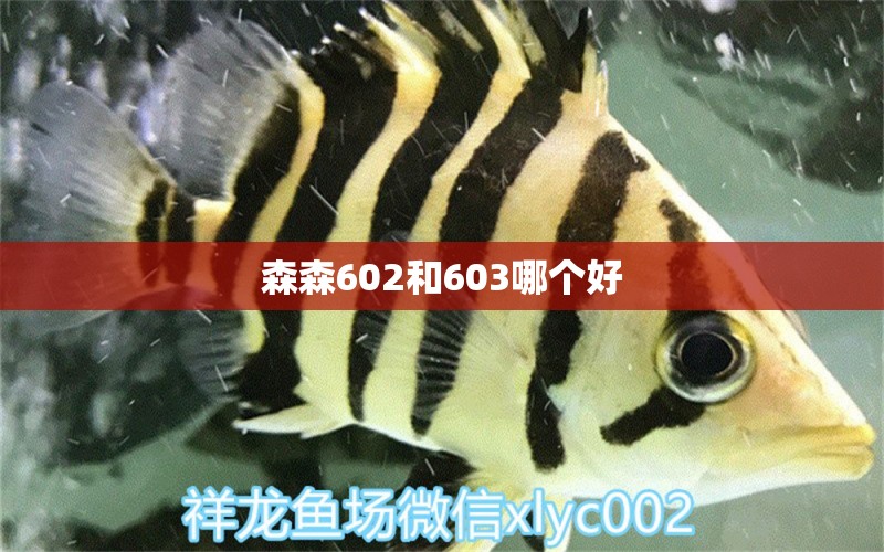 森森602和603哪个好