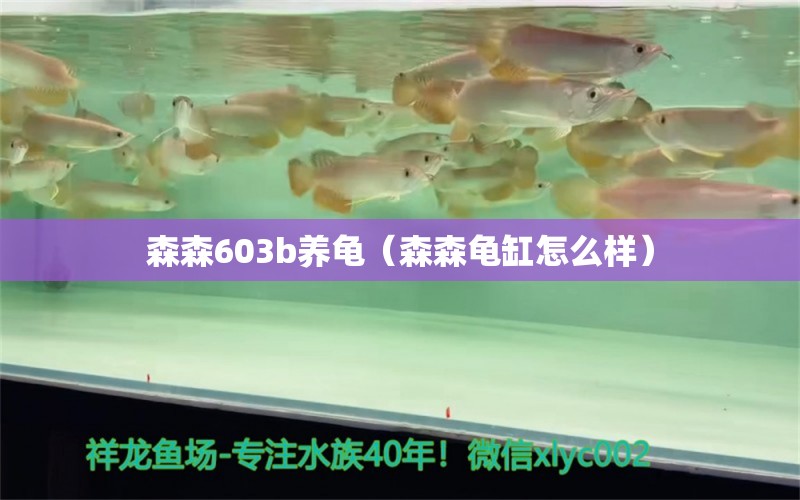 森森603b养龟（森森龟缸怎么样）