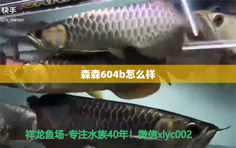 森森604b怎么样