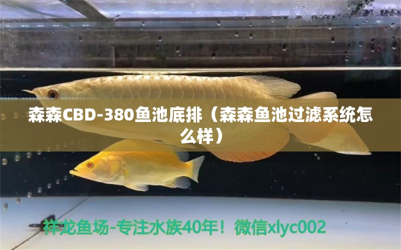 森森CBD-380鱼池底排（森森鱼池过滤系统怎么样）