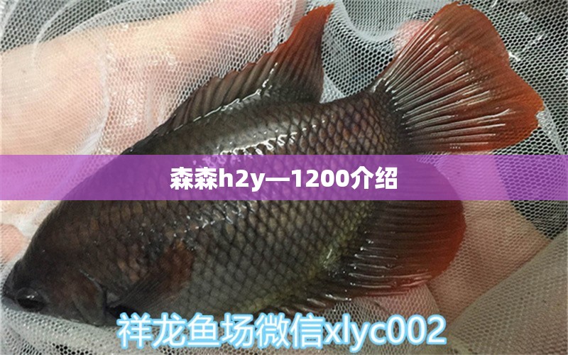 森森h2y—1200介绍 森森鱼缸