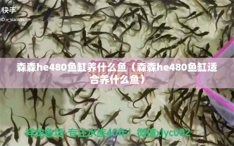 森森he480鱼缸养什么鱼（森森he480鱼缸适合养什么鱼）