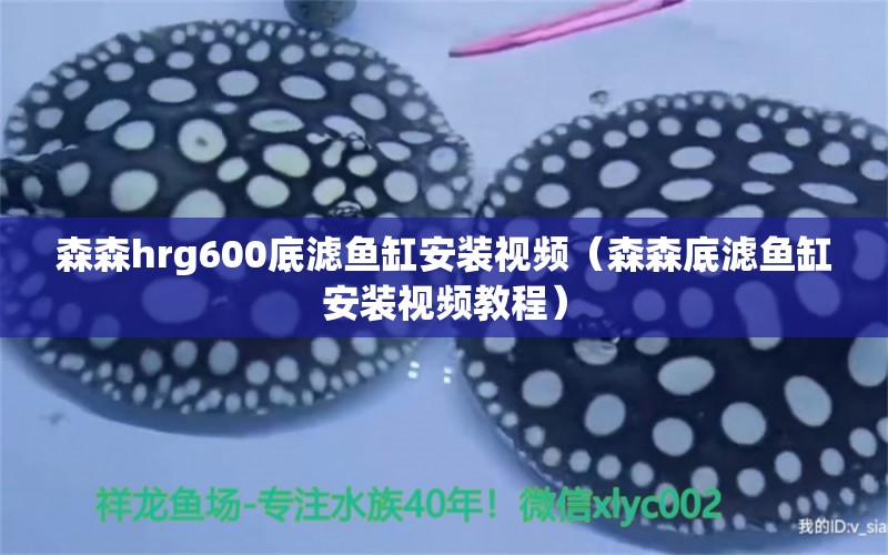 森森hrg600底滤鱼缸安装视频（森森底滤鱼缸安装视频教程）