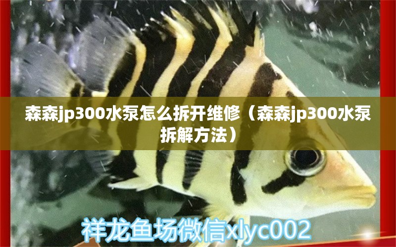 森森jp300水泵怎么拆开维修（森森jp300水泵拆解方法）