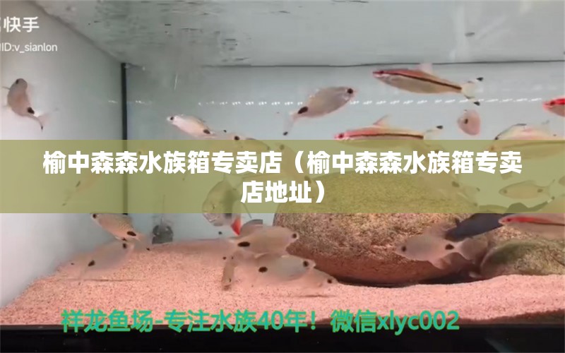 榆中森森水族箱专卖店（榆中森森水族箱专卖店地址） 鱼缸/水族箱