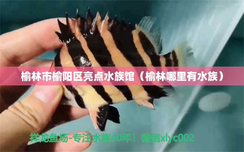 榆林市榆阳区亮点水族馆（榆林哪里有水族） 全国水族馆企业名录