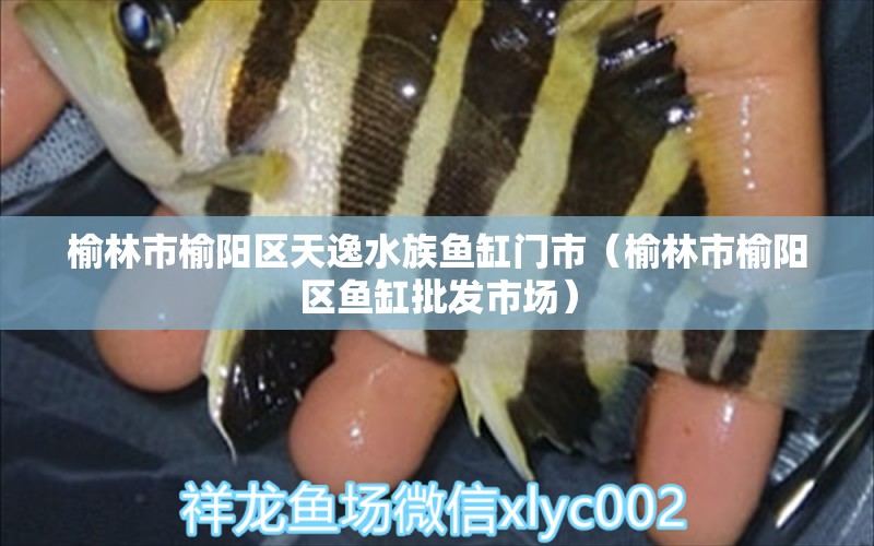 榆林市榆阳区天逸水族鱼缸门市（榆林市榆阳区鱼缸批发市场）