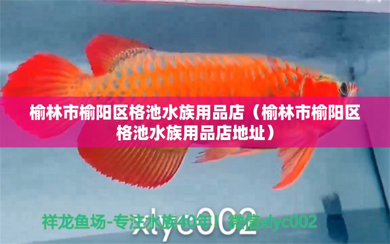 榆林市榆阳区格池水族用品店（榆林市榆阳区格池水族用品店地址）