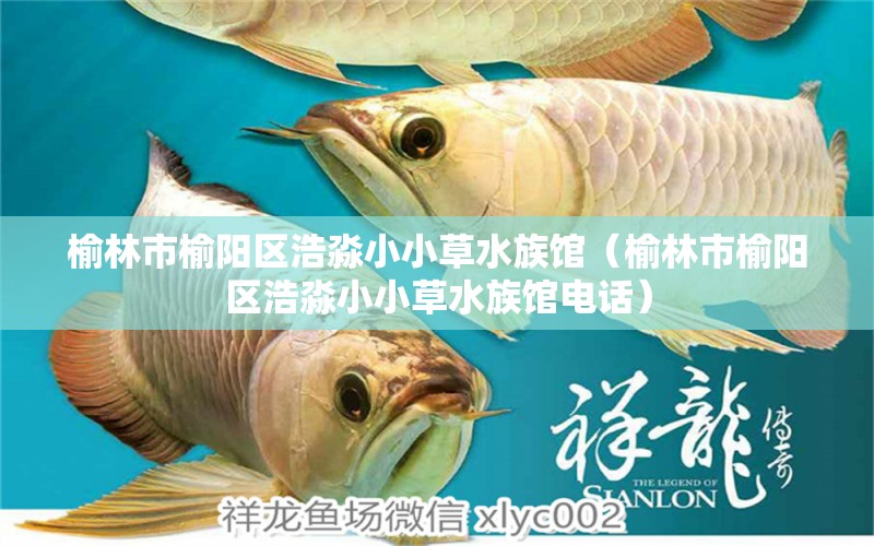 榆林市榆阳区浩淼小小草水族馆（榆林市榆阳区浩淼小小草水族馆电话）