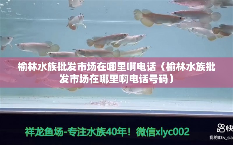 榆林水族批发市场在哪里啊电话（榆林水族批发市场在哪里啊电话号码） 观赏鱼水族批发市场