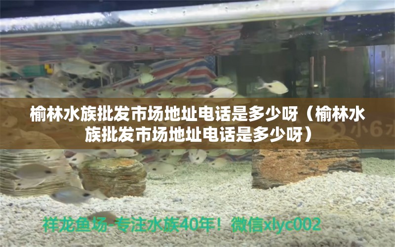 榆林水族批发市场地址电话是多少呀（榆林水族批发市场地址电话是多少呀）