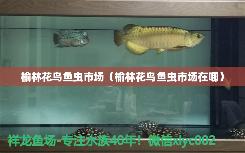 榆林花鸟鱼虫市场（榆林花鸟鱼虫市场在哪） 观赏鱼水族批发市场