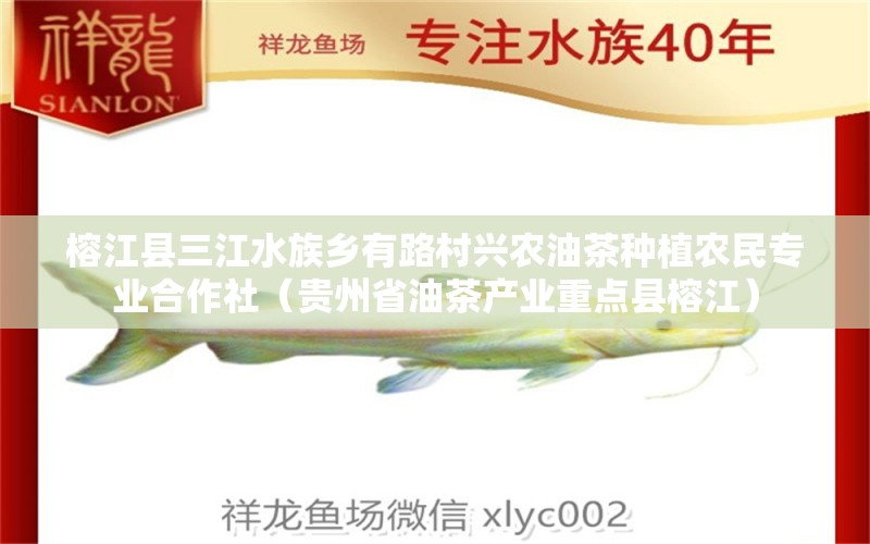 榕江县三江水族乡有路村兴农油茶种植农民专业合作社（贵州省油茶产业重点县榕江）