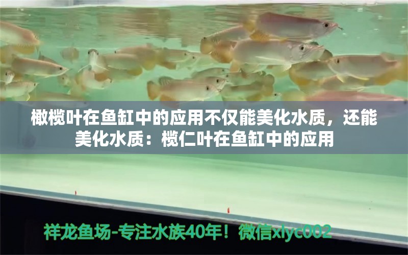 橄榄叶在鱼缸中的应用不仅能美化水质，还能美化水质：榄仁叶在鱼缸中的应用 鱼缸百科 第2张