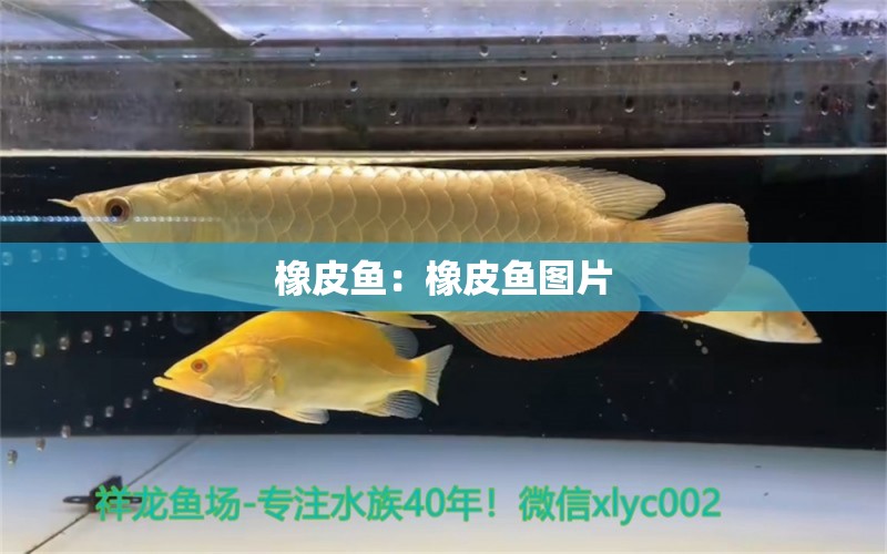 橡皮鱼：橡皮鱼图片 丹顶锦鲤鱼