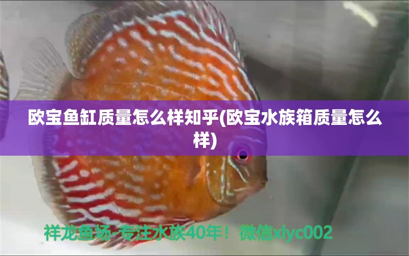 欧宝鱼缸质量怎么样知乎(欧宝水族箱质量怎么样) 鱼缸/水族箱