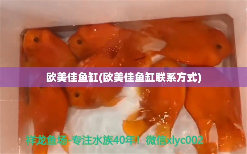 欧美佳鱼缸(欧美佳鱼缸联系方式) 泰国虎鱼（泰虎）