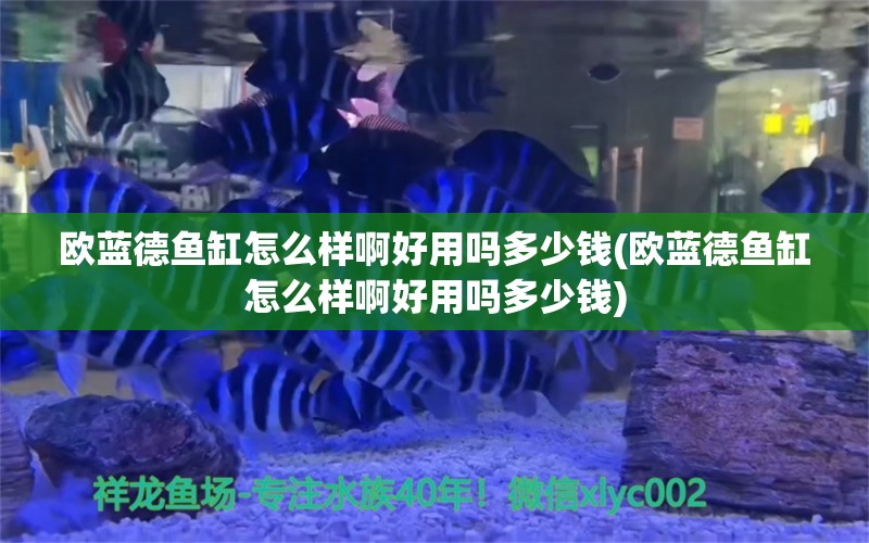 欧蓝德鱼缸怎么样啊好用吗多少钱(欧蓝德鱼缸怎么样啊好用吗多少钱) 观赏龟/鳖饲料 第1张