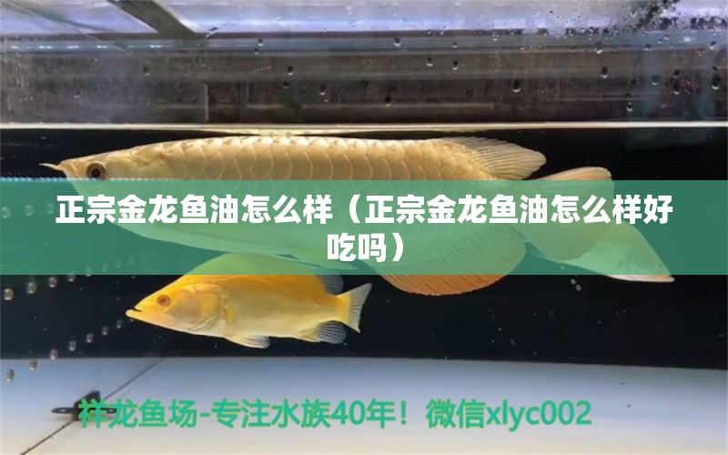 正宗金龙鱼油怎么样（正宗金龙鱼油怎么样好吃吗） 黄金招财猫鱼