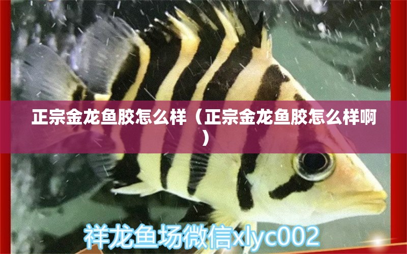 正宗金龙鱼胶怎么样（正宗金龙鱼胶怎么样啊） 祥龙水族医院