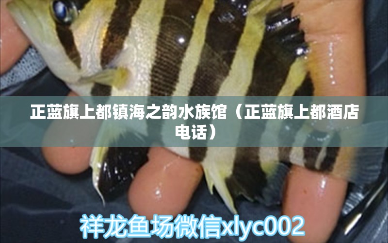 正蓝旗上都镇海之韵水族馆（正蓝旗上都酒店电话）