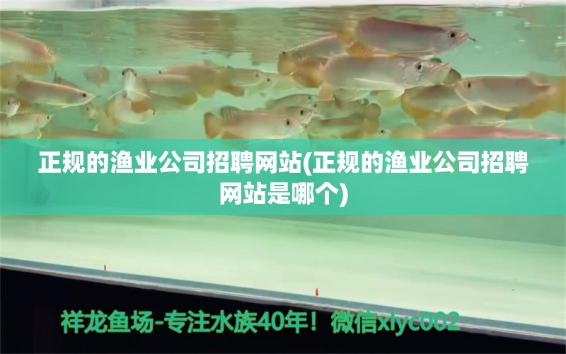 正规的渔业公司招聘网站(正规的渔业公司招聘网站是哪个) 梦幻雷龙鱼