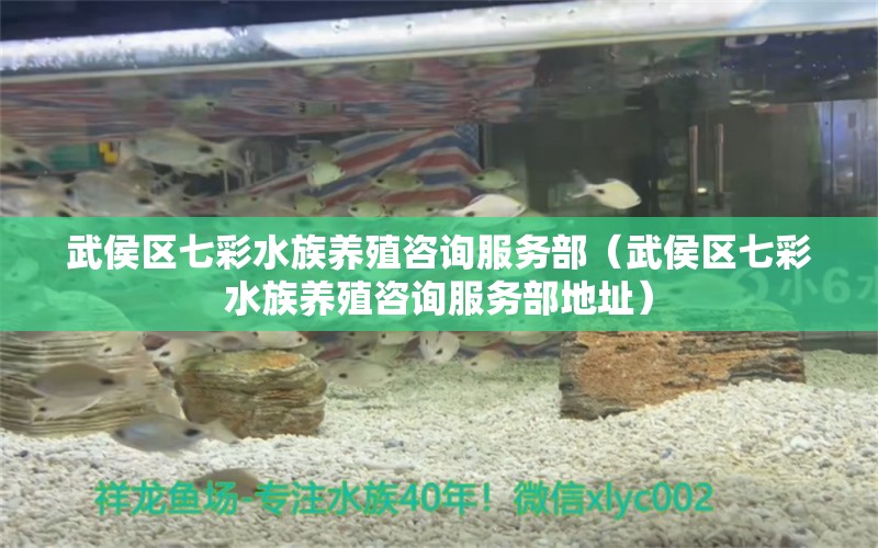 武侯区七彩水族养殖咨询服务部（武侯区七彩水族养殖咨询服务部地址）