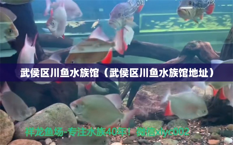 武侯区川鱼水族馆（武侯区川鱼水族馆地址）