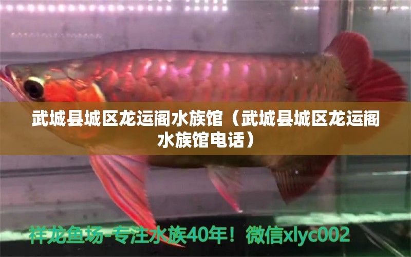 武城县城区龙运阁水族馆（武城县城区龙运阁水族馆电话）