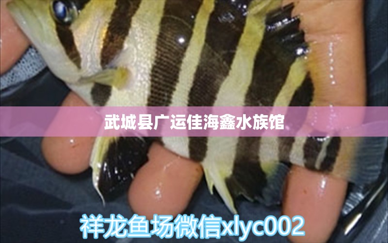 武城县广运佳海鑫水族馆 全国水族馆企业名录