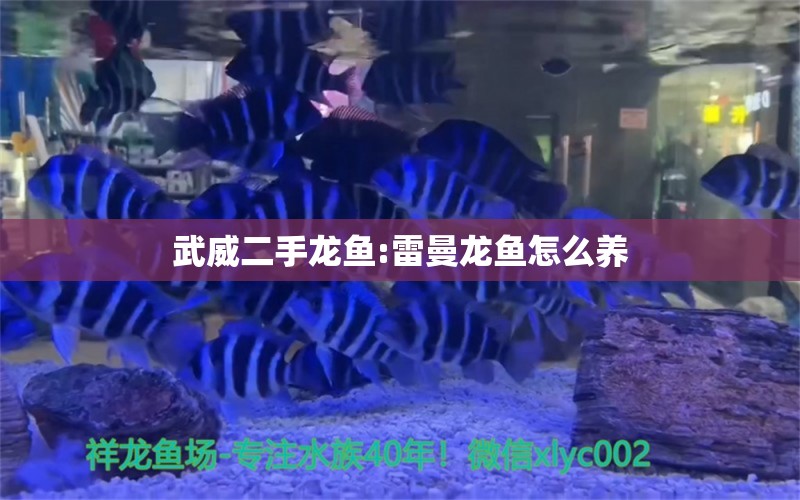 武威二手龙鱼:雷曼龙鱼怎么养