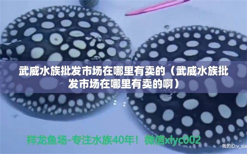 武威水族批发市场在哪里有卖的（武威水族批发市场在哪里有卖的啊）