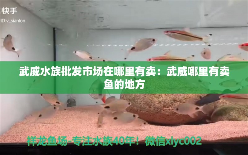 武威水族批发市场在哪里有卖：武威哪里有卖鱼的地方 观赏鱼水族批发市场