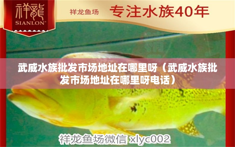 武威水族批发市场地址在哪里呀（武威水族批发市场地址在哪里呀电话） 观赏鱼水族批发市场