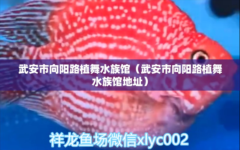 武安市向阳路植舞水族馆（武安市向阳路植舞水族馆地址） 全国水族馆企业名录