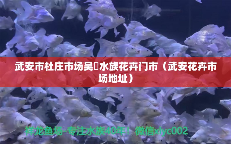 武安市杜庄市场吴烜水族花卉门市（武安花卉市场地址）