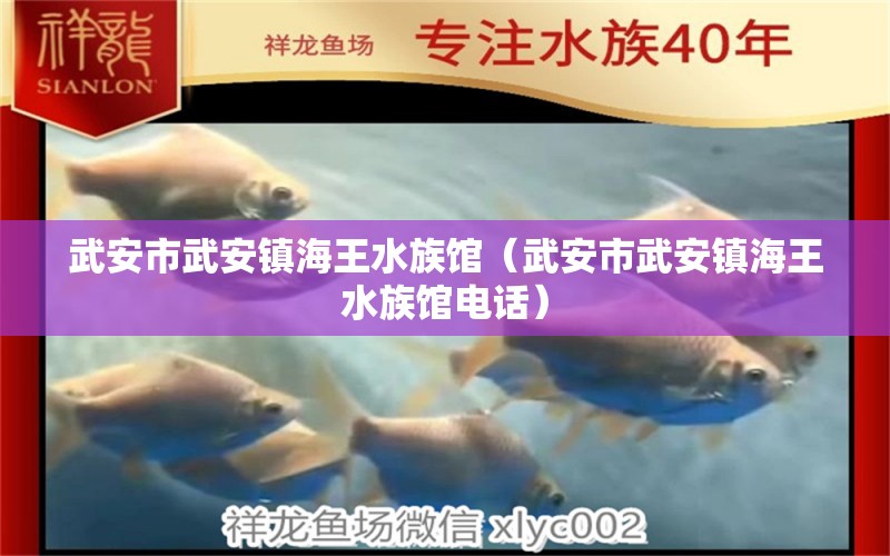 武安市武安镇海王水族馆（武安市武安镇海王水族馆电话） 全国水族馆企业名录