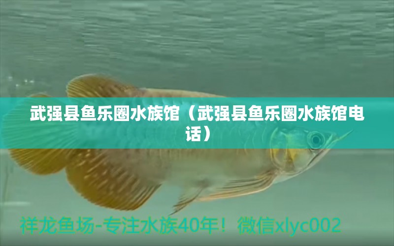 武强县鱼乐圈水族馆（武强县鱼乐圈水族馆电话） 全国水族馆企业名录