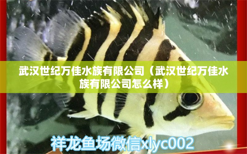 武汉世纪万佳水族有限公司（武汉世纪万佳水族有限公司怎么样）