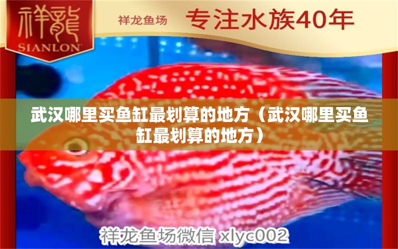 武汉哪里买鱼缸最划算的地方（武汉哪里买鱼缸最划算的地方） 祥龙水族医院